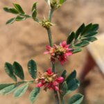 Indigofera linnaei Ali