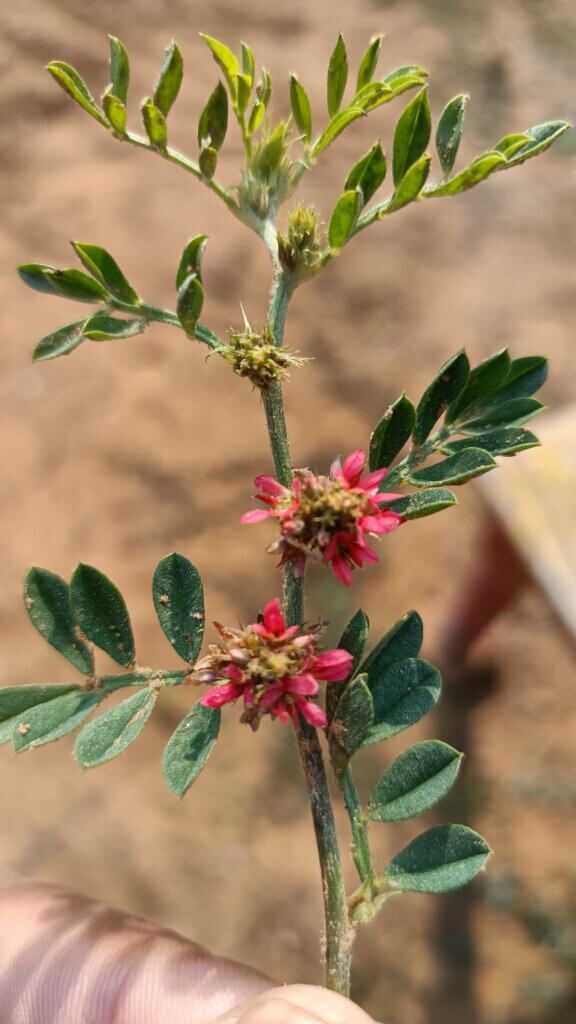 Indigofera linnaei Ali