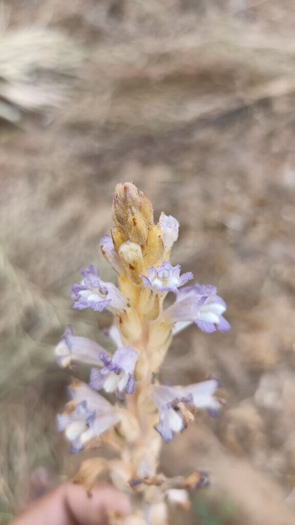orobanche aegyptiaca Pers.