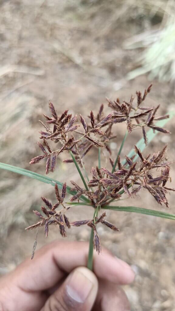 Cyperus rotundus L.