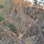 Dichanthium annulatum (Forssk.) Stapf