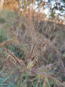 Dichanthium annulatum (Forssk.) Stapf