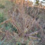 Dichanthium annulatum (Forssk.) Stapf