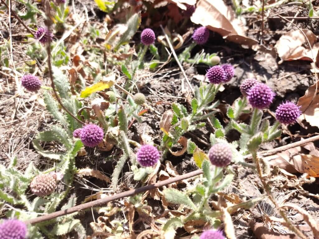 Sphaeranthus indicus