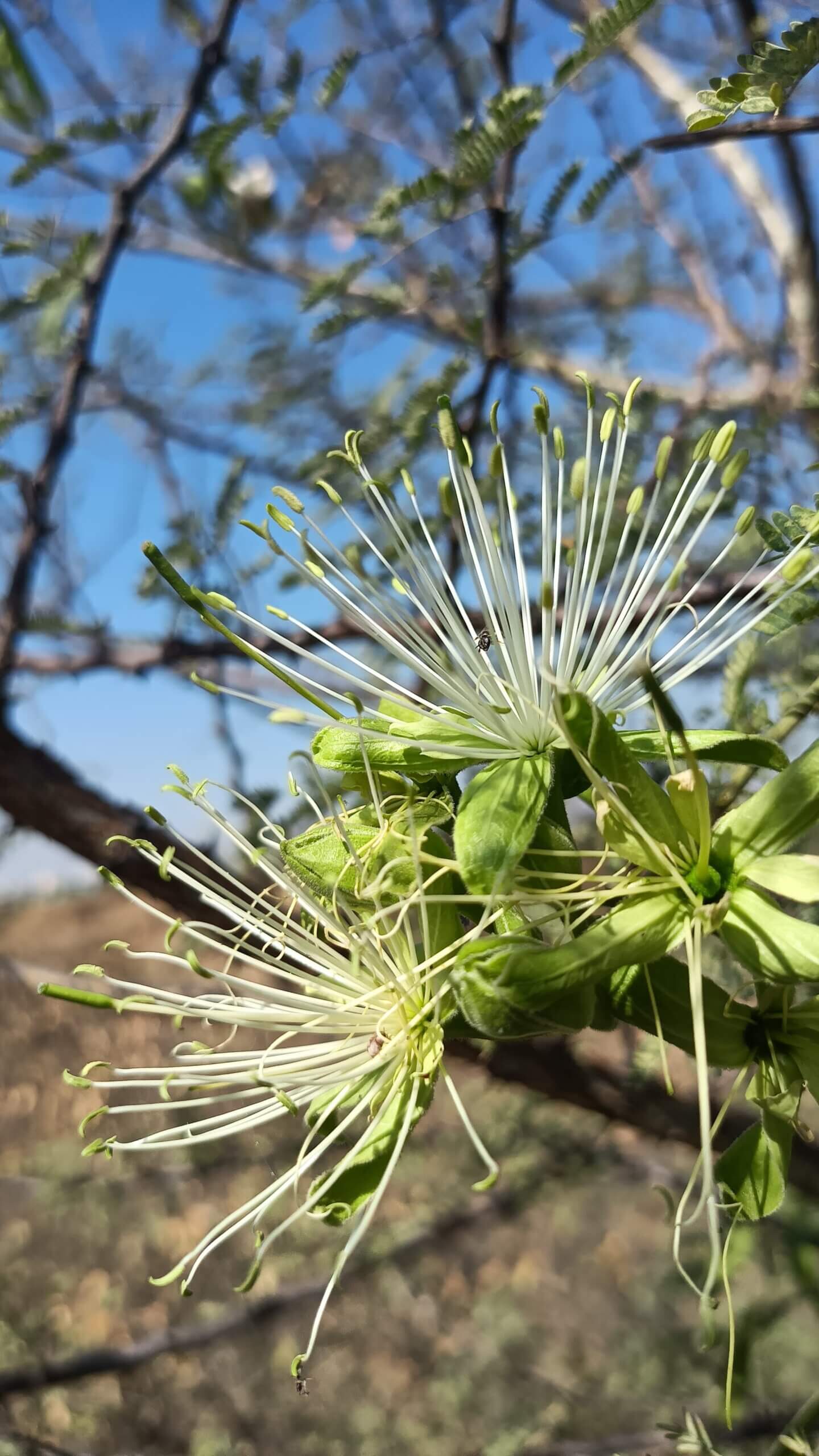 Maerua oblongifolia (Forssk.) A.Rich. 1