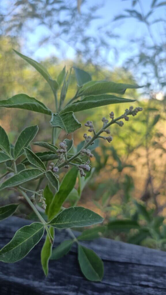Vitex negundo L.