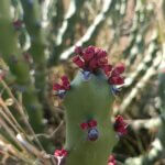 Euphorbia caducifolia