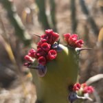 Euphorbia caducifolia