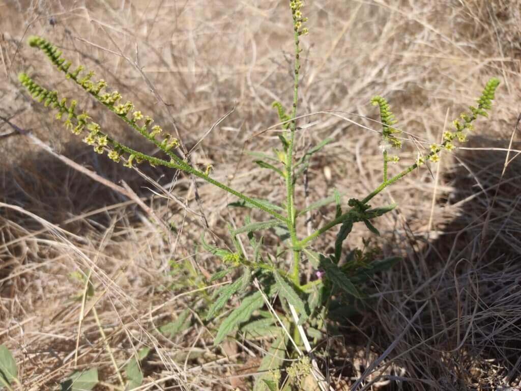 Heliotropium zeylanicum (Burm.f.) Lam.