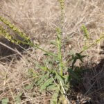 Heliotropium zeylanicum (Burm.f.) Lam.