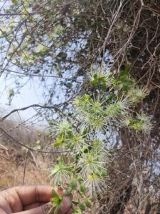 Maerua oblongifolia (Forssk.) A.Rich.