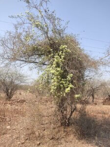 Maerua oblongifolia (Forssk.) A.Rich.