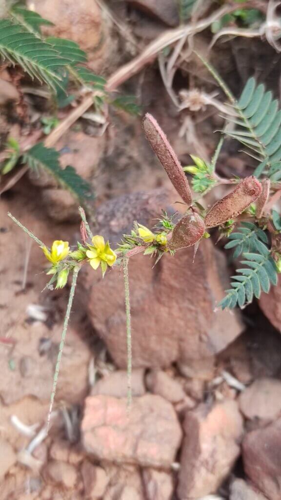 Cassia pumila