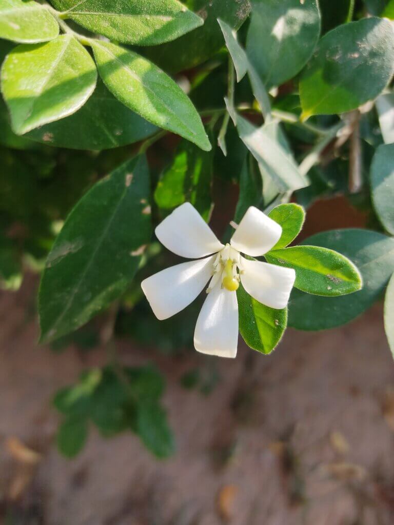 Murraya paniculata (L.) Jack