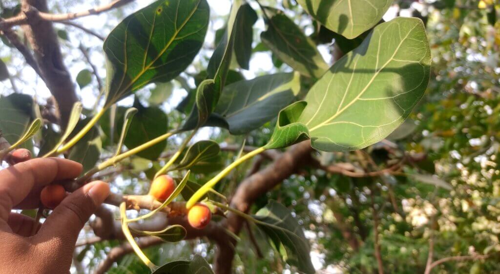 Ficus krishnae C.DC.