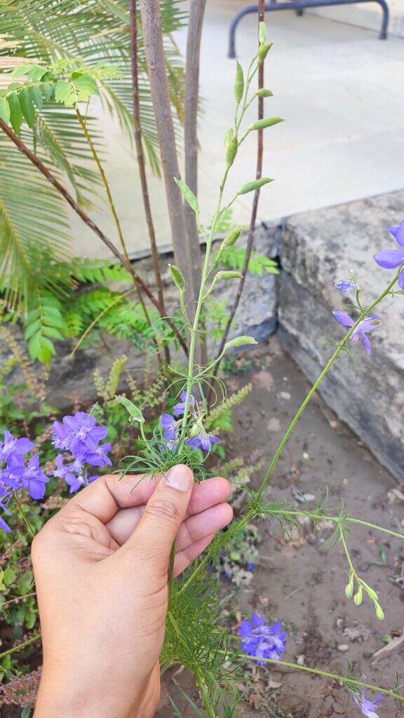 Delphinium ajacis L.