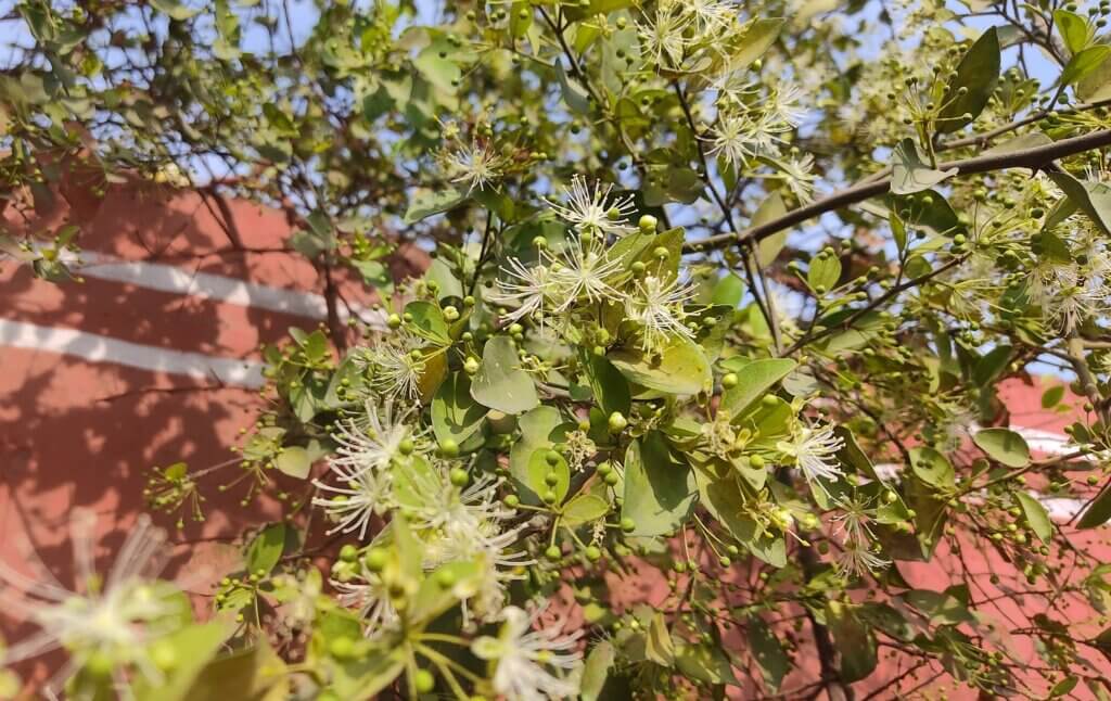 Capparis sepiaria L.