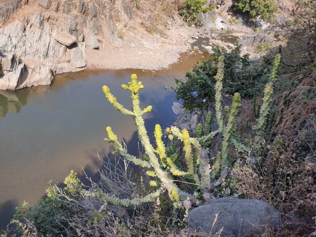 Euphorbia neriifolia