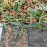 Urochloa reptans (L.) Stapf