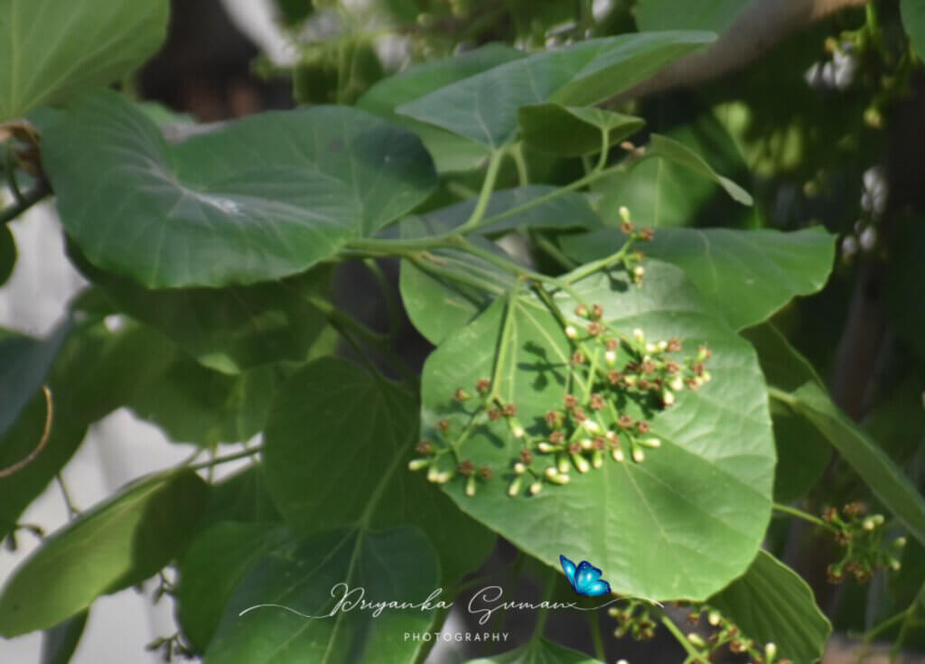 Cordia dichotoma