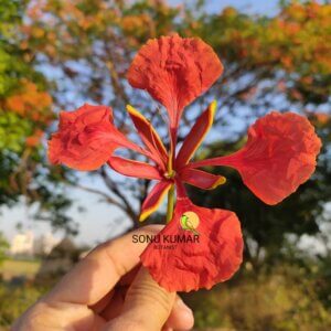 Delonix regia (Bojer ex Hook.) Raf.