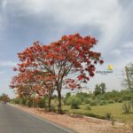 Delonix regia (Bojer ex Hook.) Raf.
