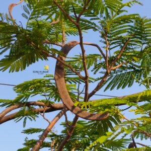 Delonix regia (Bojer ex Hook.) Raf.