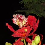 Delonix regia (Bojer ex Hook.) Raf.