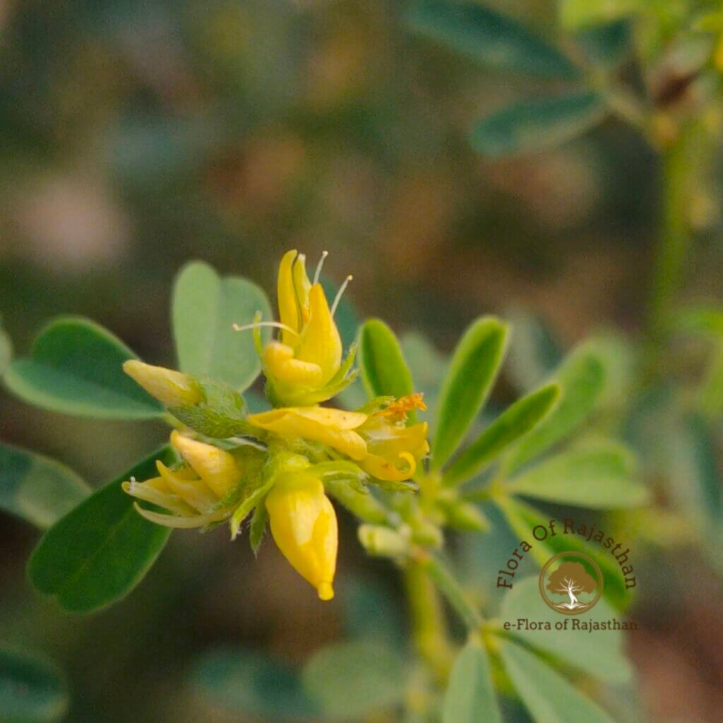 Crotalaria medicaginea Lam.