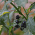 Solanum nigrum L.