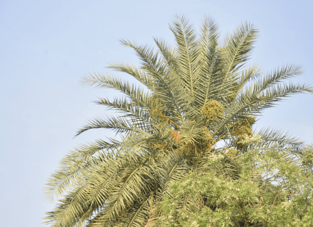 Phoenix dactylifera L.