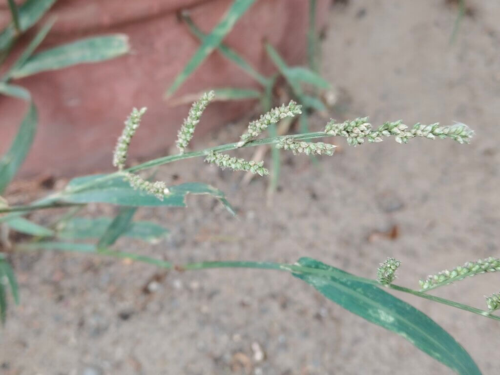 Echinochloa colona (L.) Link