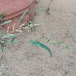 Echinochloa colona (L.) Link