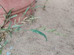 Echinochloa colona (L.) Link