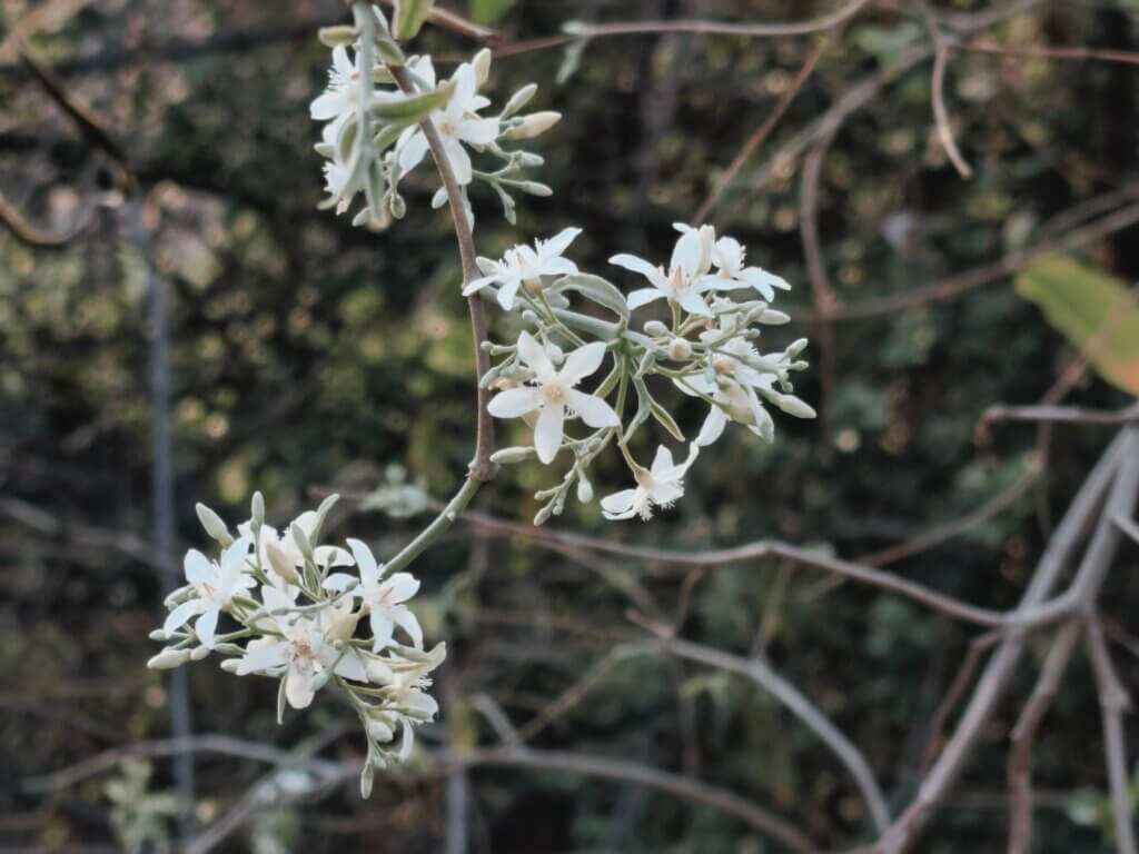 Wrightia tinctoria (Roxb.) R.Br.