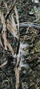 Wrightia tinctoria (Roxb.) R.Br.