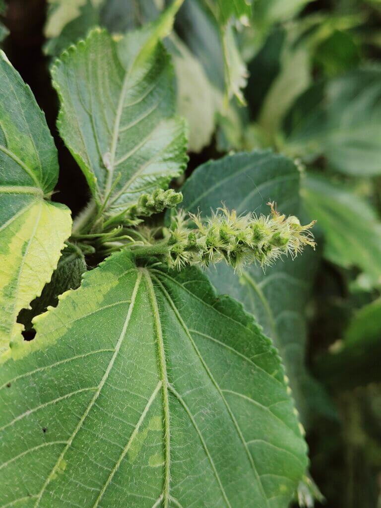 Acalypha wilkesiana Müll.Arg.
