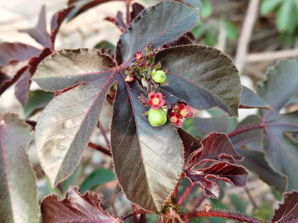 Jatropha gossypifolia