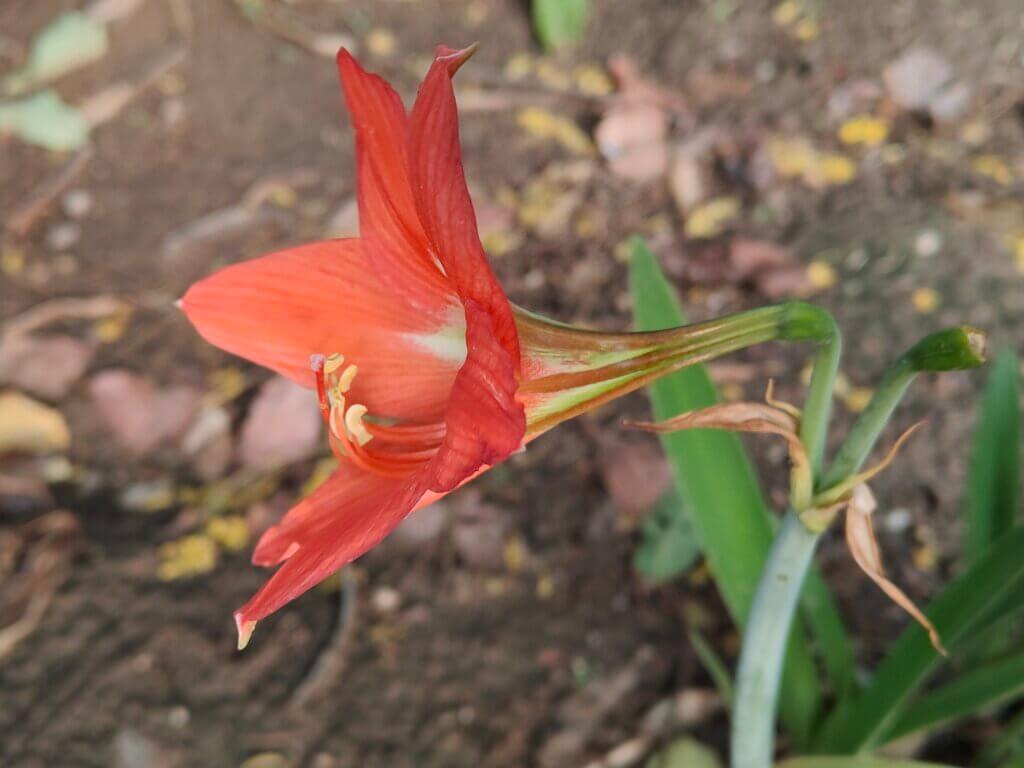 Hippeastrum reginae
