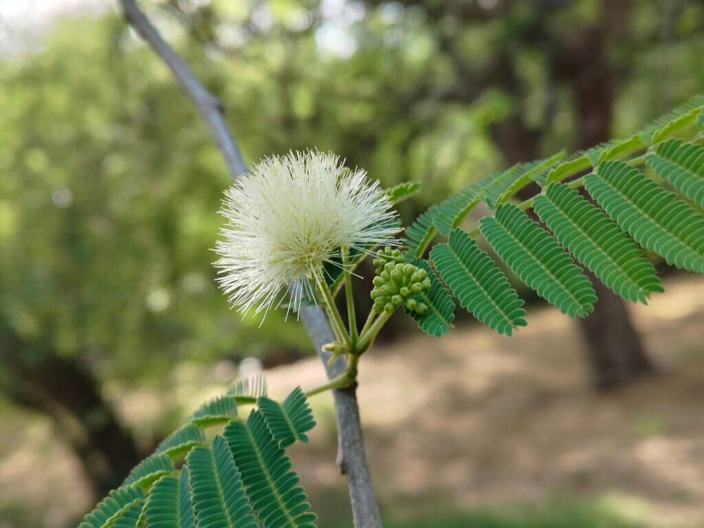 Albizia amara (Roxb.) Boivin
