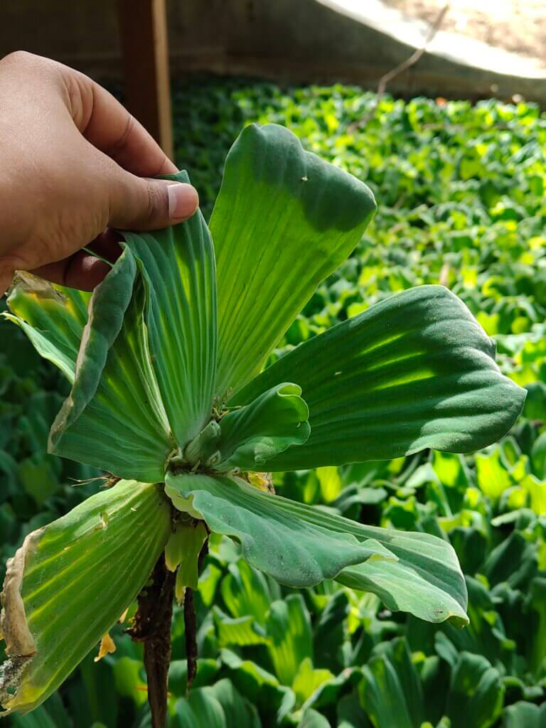 Pistia stratiotes L.
