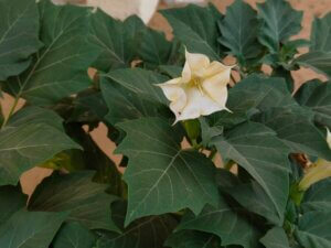 Datura stramonium