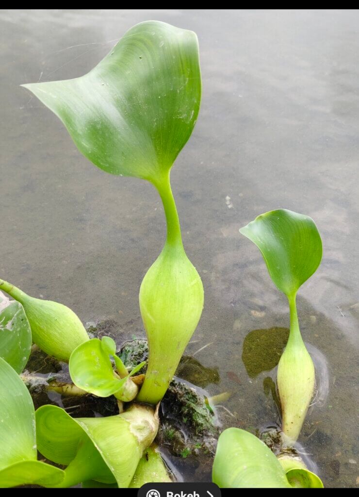 Eichhornia crassipes