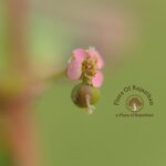 Euphorbia hypericifolia L.