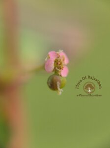Euphorbia hypericifolia L.