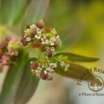 Euphorbia hypericifolia L.