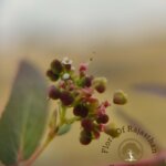 Euphorbia hypericifolia L.