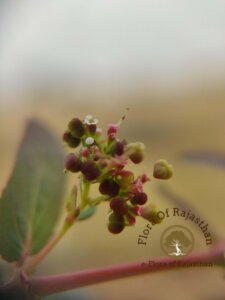 Euphorbia hypericifolia L.