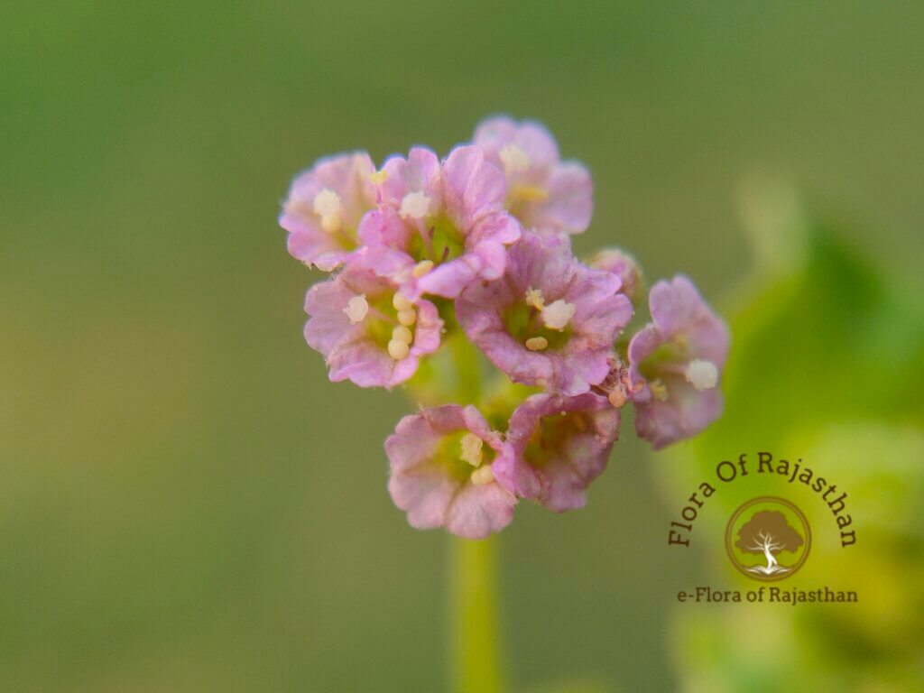 Boerhavia diffusa L.