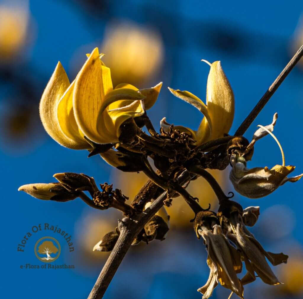 Butea monosperma var. lutea (D.O.Witt) Maheshw.